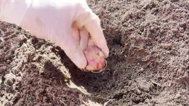 Eldivenli bir elin tomurcuklanan bir çiçeği toprağa yerleştirdiği videoyu kapat. Bahçe işleri, tarım ve sürdürülebilirlik temaları için idealdir, bitki yetiştirme sürecinin gösterimi.