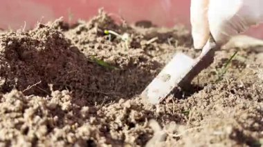 Toprağı dikmek için metal bir bahçe aleti kullanan eldivenli bir elin yakın çekim videosu. Tarımsal, bahçıvanlık ve sürdürülebilir bahçıvanlık temaları için ideal..