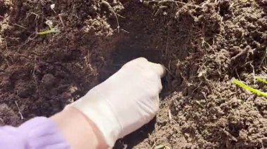 Eldivenli bir elin tomurcuklanan bir çiçeği toprağa yerleştirdiği videoyu kapat. Bahçe işleri, tarım ve sürdürülebilirlik temaları için idealdir, bitki yetiştirme sürecinin gösterimi.