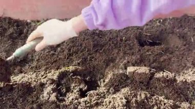 Toprağı dikmek için metal bir bahçe aleti kullanan eldivenli bir elin yakın çekim videosu. Tarımsal, bahçıvanlık ve sürdürülebilir bahçıvanlık temaları için ideal..