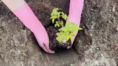 Pembe bahçe eldivenleri giymiş, taze toprağa genç bir ahududu tohumu eken yakın plan bir el. Bitkinin parlak yeşil yaprakları var ve kökü gübreyle kaplı.