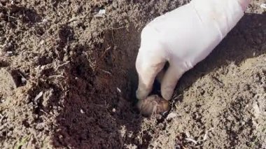 Eldivenli bir elin tomurcuklanan bir çiçeği toprağa yerleştirdiği videoyu kapat. Bahçe işleri, tarım ve sürdürülebilirlik temaları için idealdir, bitki yetiştirme sürecinin gösterimi.