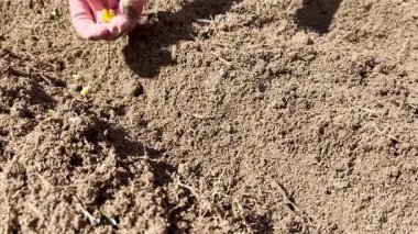 Mısır tohumu ekme videosu. Toprağa mısır tohumu eken bir kadının yakın çekim görüntüsü..
