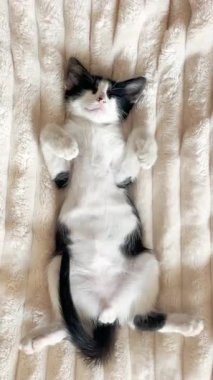 Kabarık bir battaniyenin üzerinde uyuyan siyah beyaz bir kedi yavrusunun dikey videosu. Ufacık patileri bir rüya sırasında nazikçe seğiriyor, iç açıcı ve huzurlu bir evcil hayvan davranışı yaratıyor.