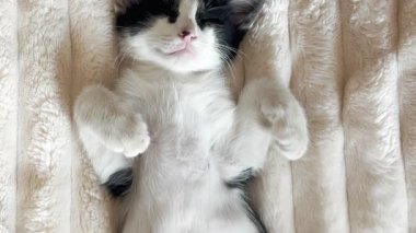 Yumuşak bir battaniyenin üzerinde uyuyan bir kedi yavrusunun videosunu çekiyorum. Kamera yüzünden kuyruğuna ve sırtından sorunsuzca hareket ediyor, kusursuz ve rahatlatıcı bir görsel gevşeme döngüsü yaratıyor.