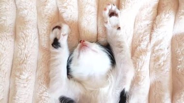 Yumuşak bir battaniyenin üzerinde uyuyan bir kedi yavrusunun videosunu çekiyorum. Kamera yüzünden kuyruğuna ve sırtından sorunsuzca hareket ediyor, kusursuz ve rahatlatıcı bir görsel gevşeme döngüsü yaratıyor..