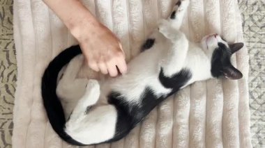 Bir kadın evcil siyah beyaz kedisini yumuşak bir battaniyenin üzerinde severek beslerken kedi rahatça mırıldanır ve gerilir.