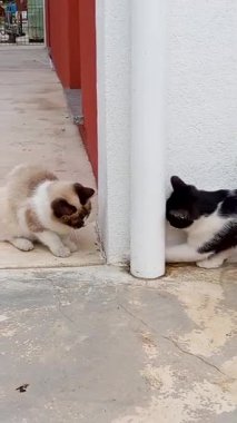 Two playful funny cats interact outdoors, one black and white, the other cream with dark markings, touching paws around a white pole, showing curiosity, friendship, and natural feline behavior