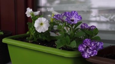 Flower pots with beautiful blooming petunia on balcony. Cozy summer balcony with many potted plants.