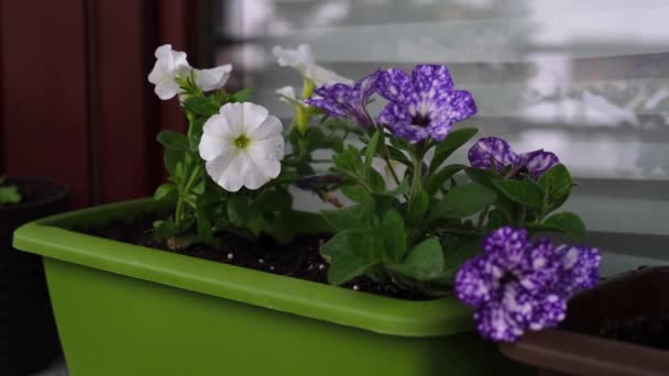 Flower Pots Beautiful Blooming Petunia Balcony Cozy Summer Balcony Many — Vídeos de Stock