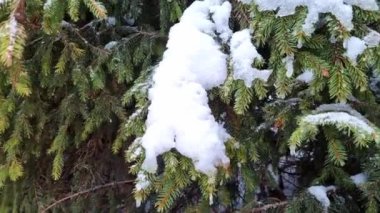Kış ormanlarında ladin dallarında ıslak kar.