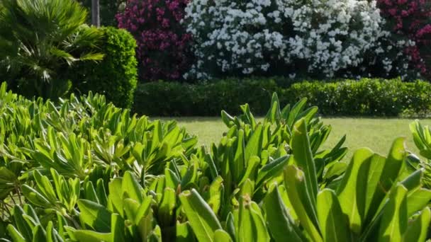 ピンクと白の開花と美しい緑の公園暖かい夏の晴れた日にモンテネグロのアドリア海沿岸のネリウムオレンダー 4Kのスヴェティ シュテファン島近くの夏休みの場所 — ストック動画