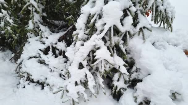 Invierno Bosque Abetos Abetos Cubiertos Nieve Blanca Esponjosa — Vídeo de stock
