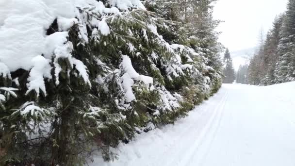 Hermosa Nevada Bosque Primeros Cubiertos Nieve Una Casa Camino Forestal — Vídeos de Stock