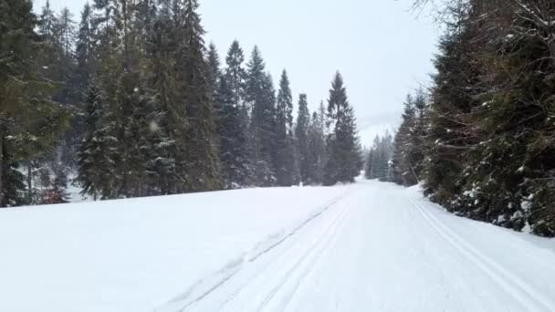 Vackert Snöfall Vintergranskog — Stockvideo