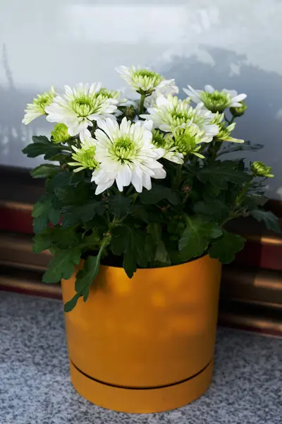 Home balcony decor with blooming chrysanthemums on the windowsill. Fall hygge home decor. Scandinavian style with floral elements.