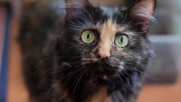 一只浅绿色眼睛的普通斑点猫的特写 — 图库视频影像