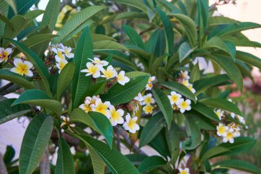 Yeşil Yeşile Karşı Parlak Plumeria alba Çiçekleri.