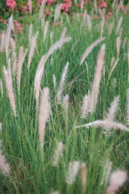 Cenchrus Setaceus, Yumuşak Çeşme Çimeni Esintide Sallanıyor, Canlandırıcı Yeşillik.