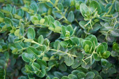 Parlak yeşil yapraklı yoğun Carissa makrocarpa yaprakları, çitler için ideal.