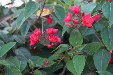 Yeşil yaprakların arasında parlak kırmızı taç yaprakları olan enerjik Jatropha tamgerrima çiçekleri