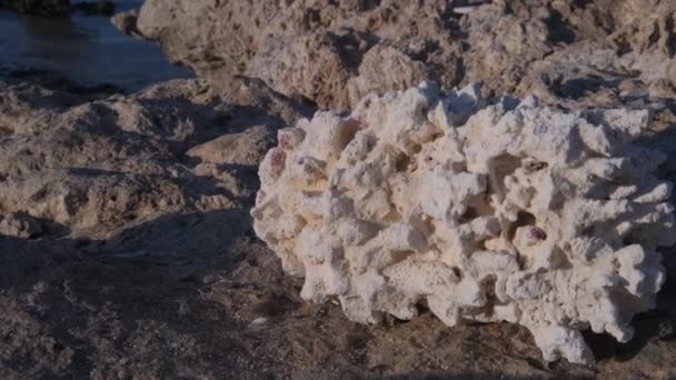 Porous Coral Rock Resting Rugged Shoreline Sunset — Stock Video