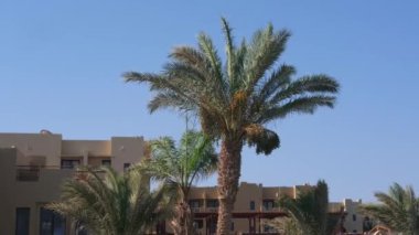 Hurma ağacını, bir tepede, şeffaf bir gökyüzüne yaslayın..