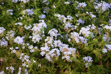 Beyaz Plumbago auriculata Çiçekleri Yeşiller Arasında, Bahçe Tasarımında Uyumun Sembolü.