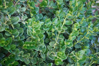 Parlak yeşil yapraklı yoğun Carissa makrocarpa yaprakları, çitler için ideal.