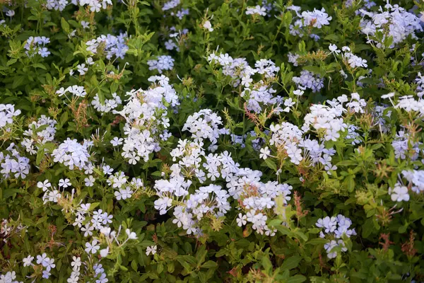 Beyaz Plumbago auriculata Çiçekleri Yeşiller Arasında, Bahçe Tasarımında Uyumun Sembolü.