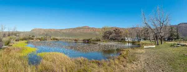 stock image KROMRIVIER, SOUTH AFRICA - SEP 8, 2022: Panorama, with a dam full of waterblommetjies, at Kromrivier Cederberg Park in the Western Cape Cederberg