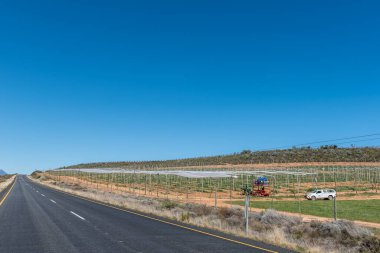 KOUE BOKKKEVELD, SOUTH AFRICA - 9. SEP 2022: Batı Cape Eyaleti 'nin Koue Bokkkeveld bölgesinde R303 karayolu üzerindeki dolu ağlarıyla bahçeleri kaplayan tarım işçileri