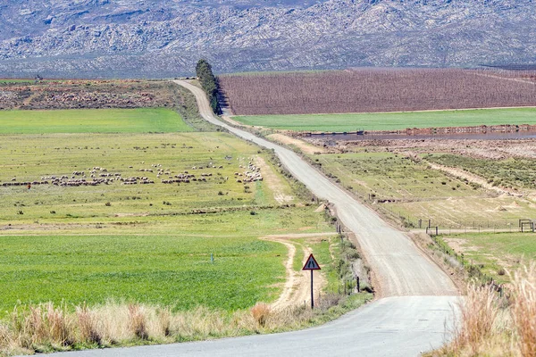 Road Landscape Sheep Orchards Dam Koue Bokkeveld Region Western Cape — Stock Photo, Image