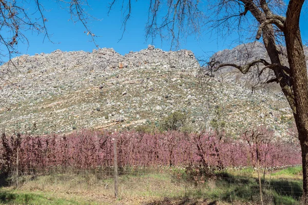 Blomstrende Frugttræer Vej R303 Koue Bokkeveld Regionen Western Cape Provinsen - Stock-foto