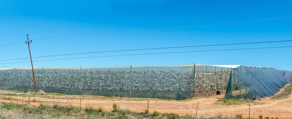 stock image Fruit orchards covered with hail and bird nets on road R303 in the Koue Bokkeveld region of the Western Cape Province