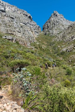 CAPE TOWN, Güney Afrika - 14 SEP 2022: Yürüyüşçüler Cape Town 'daki Masa Dağı' nın tepesine giden Platteklip Vadisi yürüyüş patikasından görülebiliyor