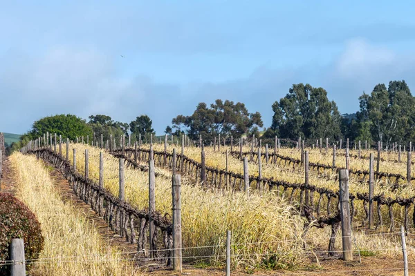 Trigo Cultivado Entre Viñas Viñedo Diemersdal Cerca Durbanville Provincia Occidental — Foto de Stock