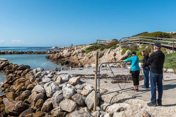 Bettys Bay South Africa Sep 2022 Tourists Viewing Group Cape — Stock Photo, Image
