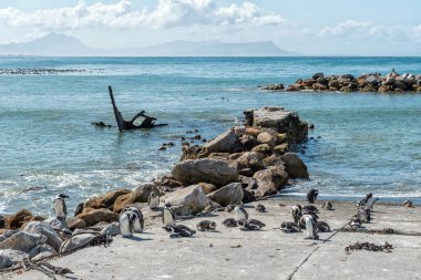 Bettys Bay 'deki Stony Point Doğa Koruma Alanı' ndaki Afrika Penguenleri. Una gemi enkazının bir kısmı görünüyor.
