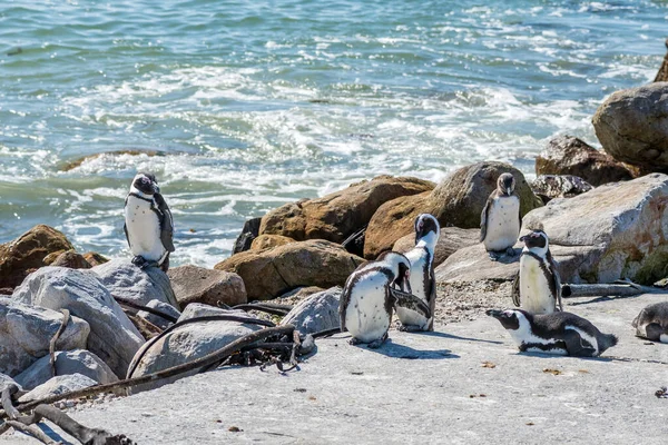 Pingüinos Africanos Reserva Natural Stony Point Bettys Bay —  Fotos de Stock