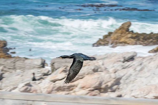 Ein Kapkormoran Phalacrocorax Capensis Fliegt Mit Nistmaterial Schnabel Stony Point — Stockfoto
