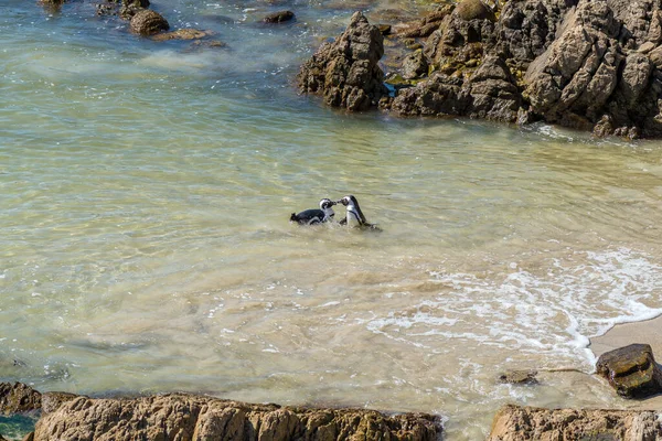 Two African Penguins interacting at Stony Point Nature Reserve in Bettys Bay.