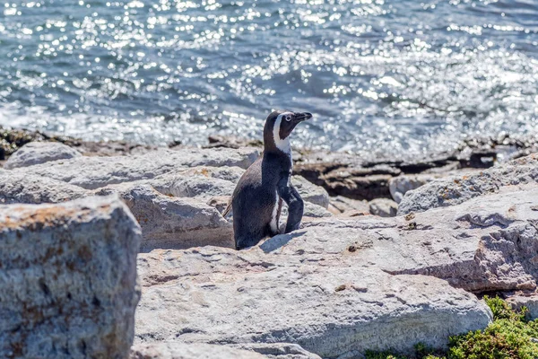 Ein Afrikanischer Pinguin Wandert Zwischen Felsen Stony Point Nature Reserve — Stockfoto