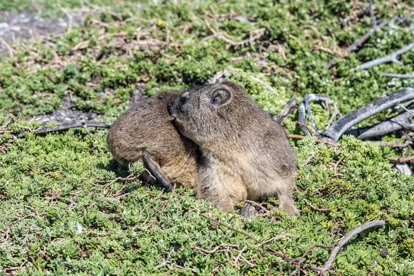 Rock Hyrax Procavia Capensis Trying Bite Insect Its Fur Stony — Stock Photo, Image
