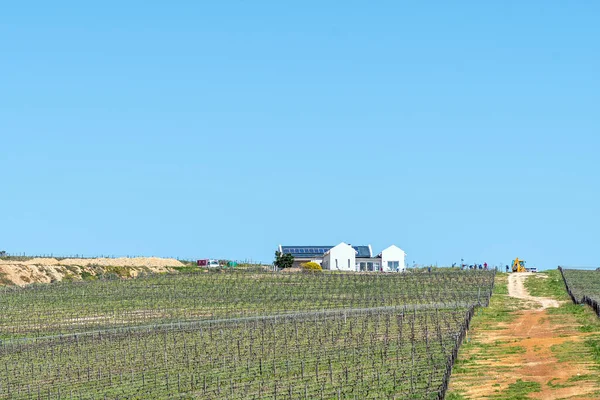 南アフリカ共和国エルマノス 2022年9月20日 西ケープ州エルマノス近くのベンゲラ コーブ ワイン エステートの農場の建物とブドウ畑 — ストック写真