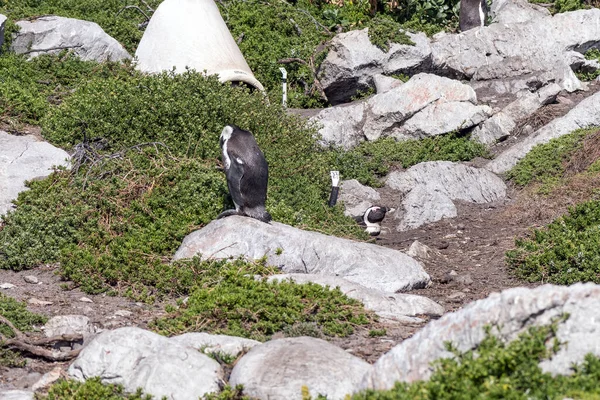 Pingüinos Nidos Africanos Reserva Natural Stony Point Bettys Bay —  Fotos de Stock
