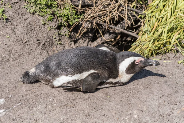 Een Afrikaanse Pinguïn Bij Ingang Van Zijn Nest Het Natuurreservaat — Stockfoto