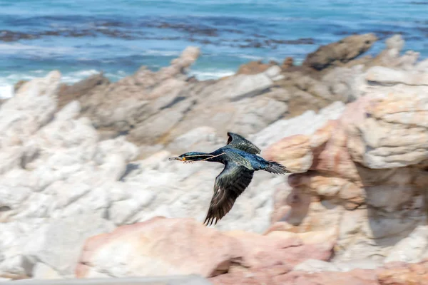 Cabo Cormorão Phalacrocorax Capensis Voando Com Material Nidificação Seu Bico — Fotografia de Stock
