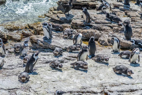 Pingüinos Africanos Reserva Natural Stony Point Bettys Bay —  Fotos de Stock