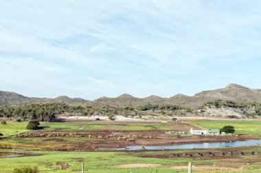 Gansbaai, Güney Afrika - 21 Eylül 2022 Gansbaai ve Baardskeerdersbos arasındaki yolda binaları, barajı ve sığırları olan bir çiftlik arazisi